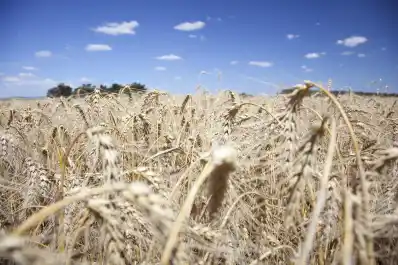 Las exportaciones de arroz, trigo y sorgo crecieron en volumen en lo que va del año
