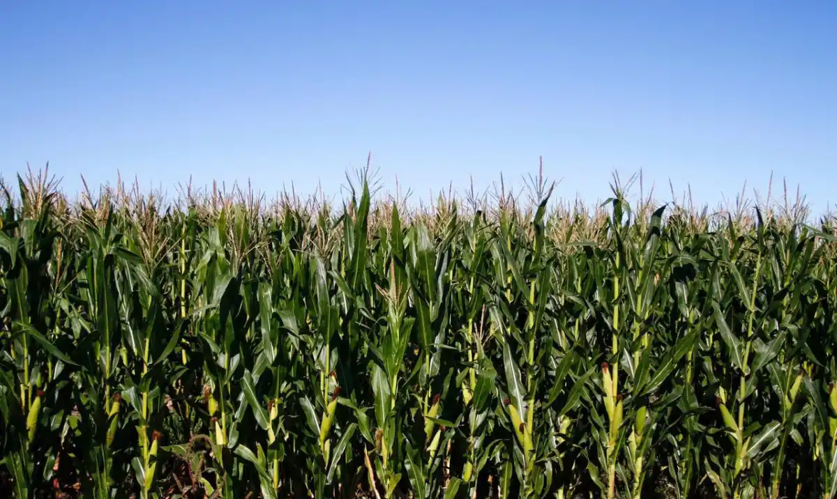 Cultivo de maíz. AGRICULTURA