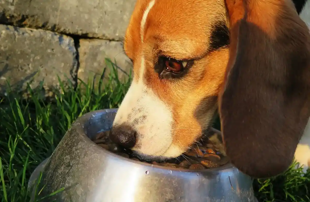 Por los más fieles: proponen eliminar impuestos de alimentos y medicamentos para mascotas