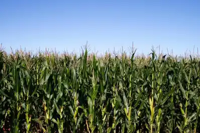 En el NOA disminuyó la presencia de la chicharrita del maíz, según la Red Nacional de Monitoreo