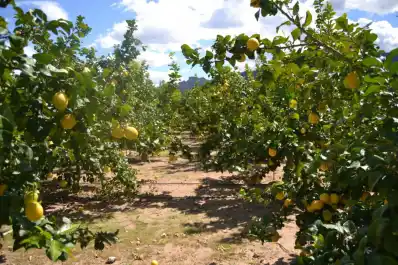 La Eeaoc llevará a cabo una jornada de actualización citrícola