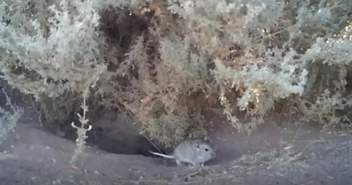 Redescubren en Chubut a la rata vizcacha, un roedor único en el mundo que se creía extinto