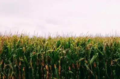 En general, el productor de maíz o poroto en campo propio este ciclo salió hecho y el que arrendaba perdió