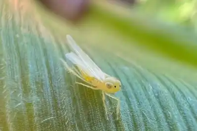 La chicharrita del maíz marcó un camino de aprendizaje
