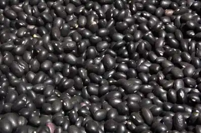 Poroto negro: en distintas zonas del NOA evaluaron 10 variedades