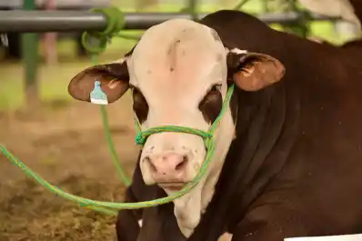 Exportación agropecuaria: genética bovina argentina llega a Panamá