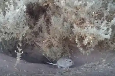 Redescubren en Chubut a la rata vizcacha, un roedor único en el mundo que se creía extinto