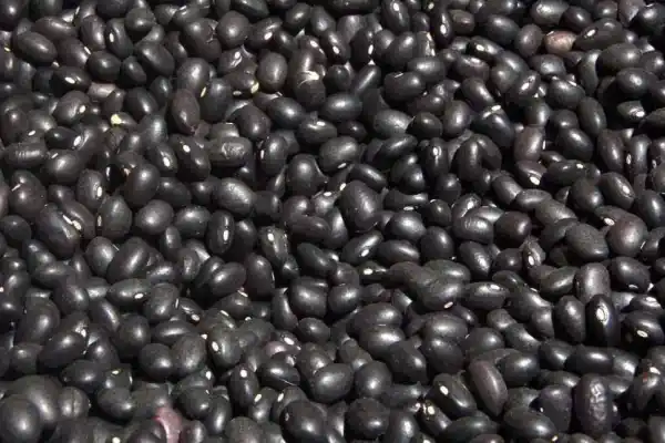 Poroto negro: en distintas zonas del NOA evaluaron 10 variedades