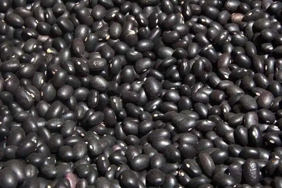 Poroto negro: en distintas zonas del NOA evaluaron 10 variedades