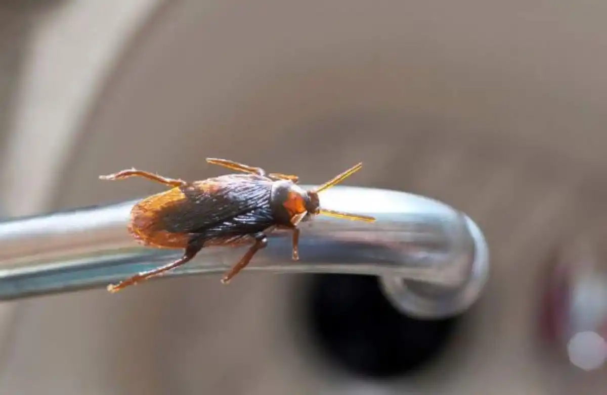 Los electrodomésticos que hay que mantener impolutos para que no proliferen las cucarachas