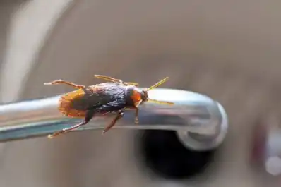 Los electrodomésticos que hay que mantener impolutos para que no proliferen las cucarachas