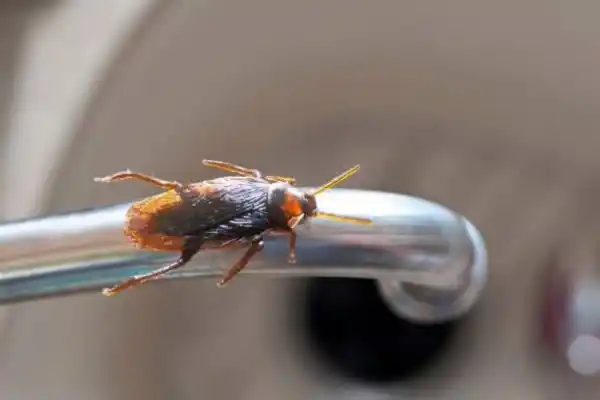 Los electrodomésticos que hay que mantener impolutos para que no proliferen las cucarachas