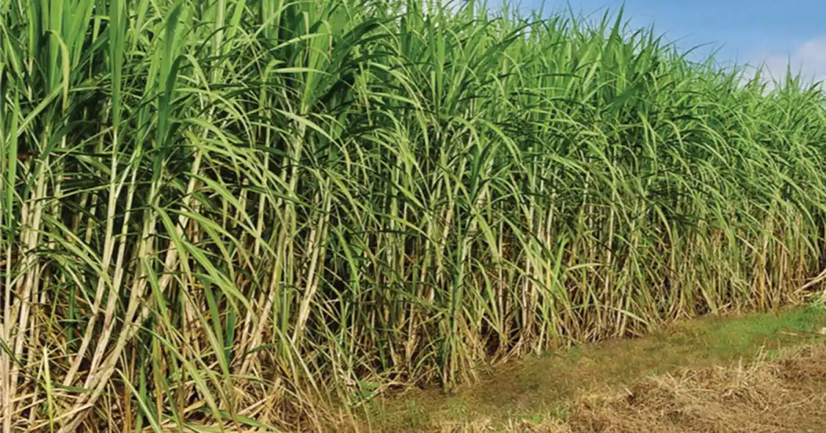 Presentaron la Mesa Cañera: difícil escenario de los productores