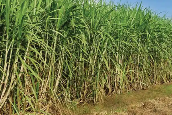 Presentaron la Mesa Cañera: difícil escenario de los productores