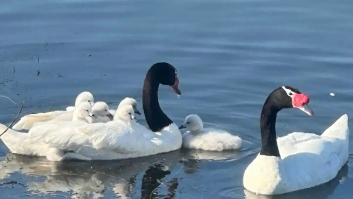 Madres aladas: el amor eterno de los cisnes de cuello negro
