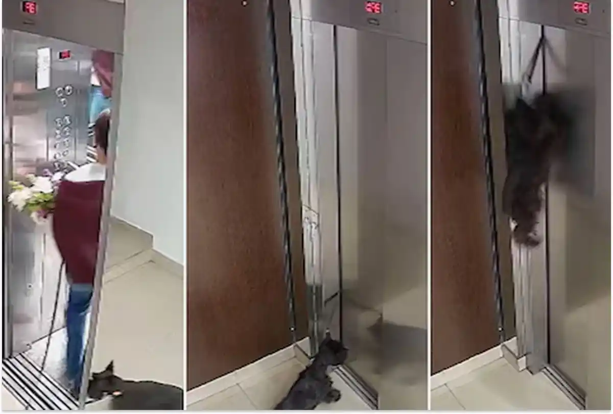 Dramático rescate: un perro quedó colgado de un ascensor y un hombre lo salvó haciéndole RCP