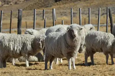 Chile volvió a reconocer zona libre de aftosa sin vacunación a la Argentina