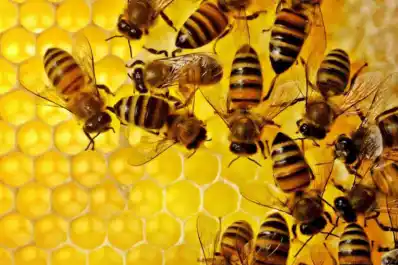 El complejo apícola registró un récord  de exportaciones