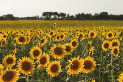 Cifras récórd: la campaña 2025/26 también asoma exitosa para el girasol argentino