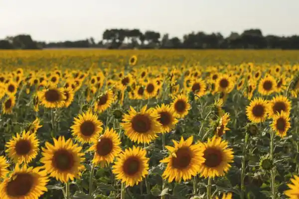Cifras récórd: la campaña 2025/26 también asoma exitosa para el girasol argentino