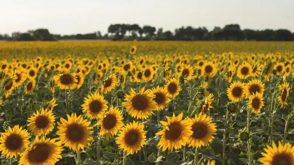 Cifras récórd: la campaña 2025/26 también asoma exitosa para el girasol argentino