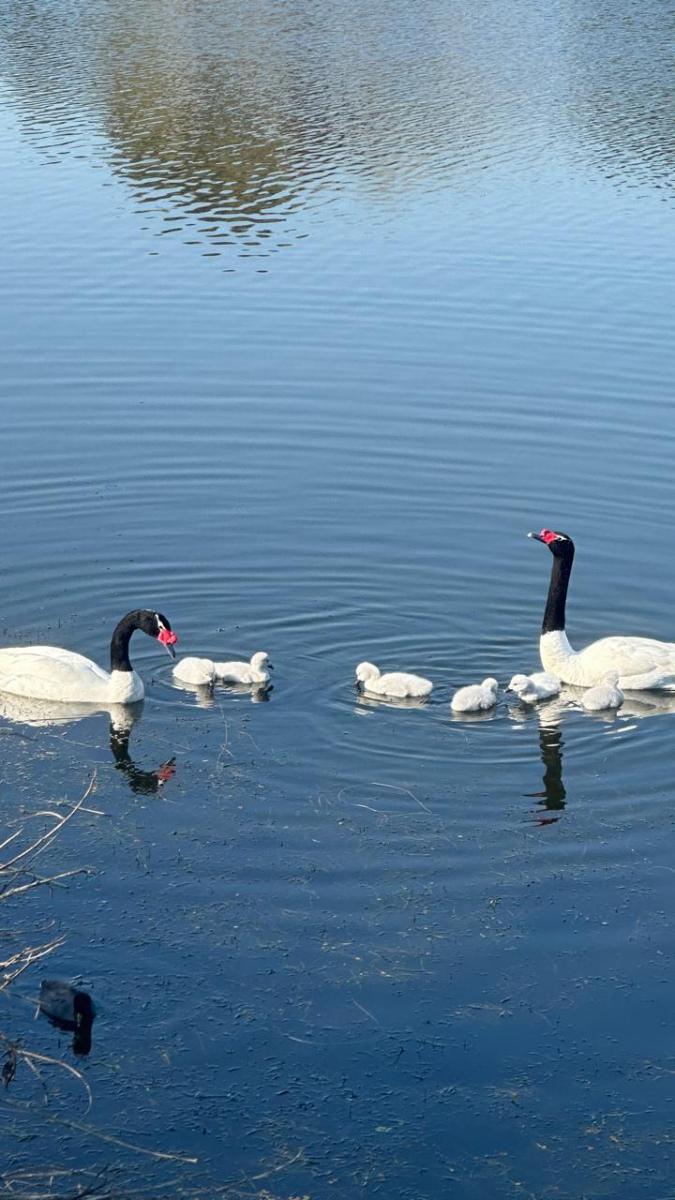 Madres aladas: el amor eterno de los cisnes de cuello negro