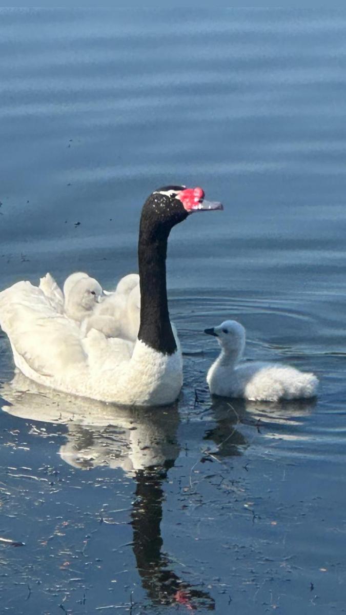 Madres aladas: el amor eterno de los cisnes de cuello negro