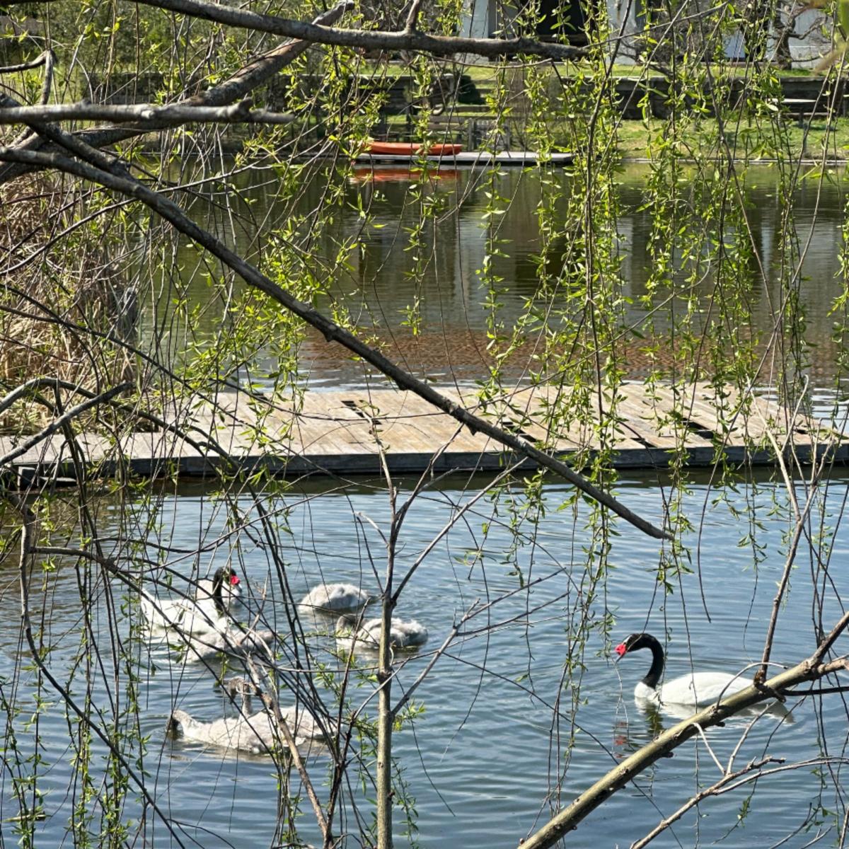 Madres aladas: el amor eterno de los cisnes de cuello negro