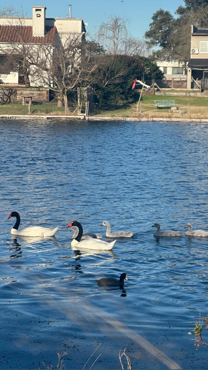 Madres aladas: el amor eterno de los cisnes de cuello negro
