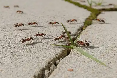 Cómo eliminar las hormigas con una fruta muy fácil de conseguir en las casas