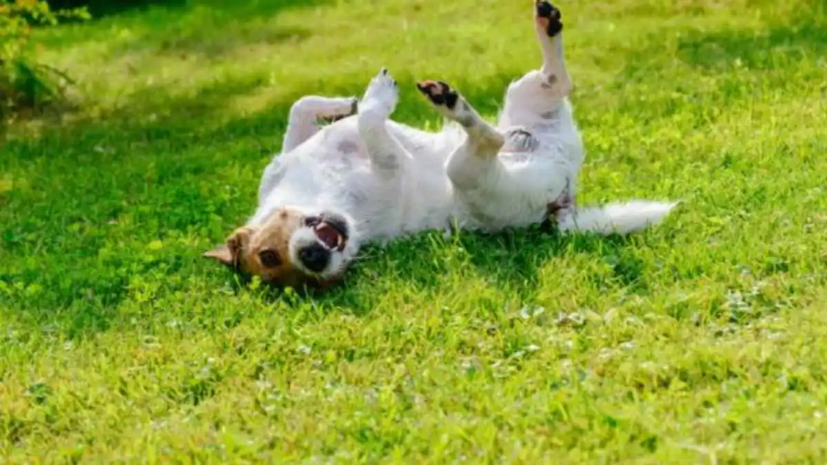 ¿Qué significa realmente que tu perro mueva la pata mientras le acaricias la panza? la respuesta de la ciencia