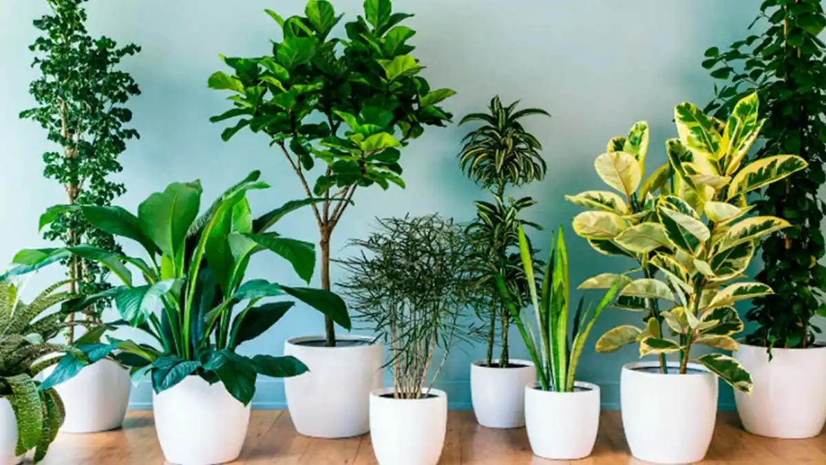 Cinco plantas de interior que purifican el aire de tu casa