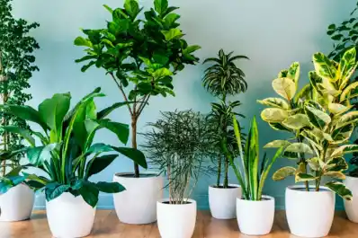Cinco plantas de interior que purifican el aire de tu casa