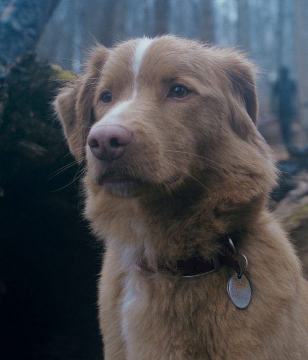 PROTECTOR Y FIEL. El perro Indy protagoniza “Good boy”, filme de terror sobrenatural.
