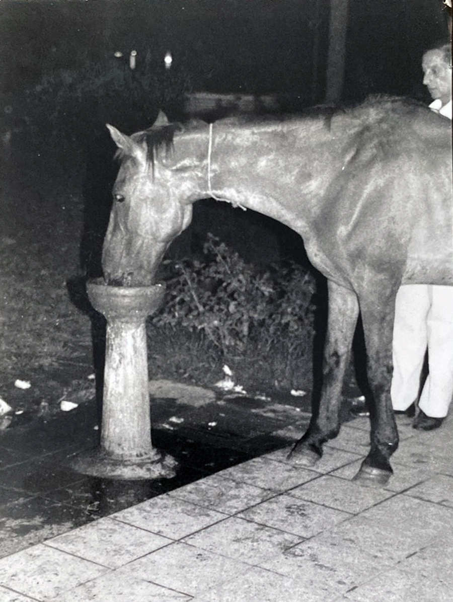 Recuerdos fotográficos: insólitas apariciones de caballos por la plaza Independencia