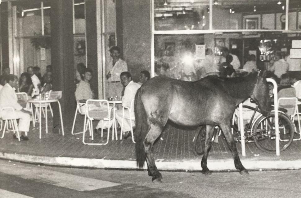 Recuerdos fotográficos: insólitas apariciones de caballos por la plaza Independencia