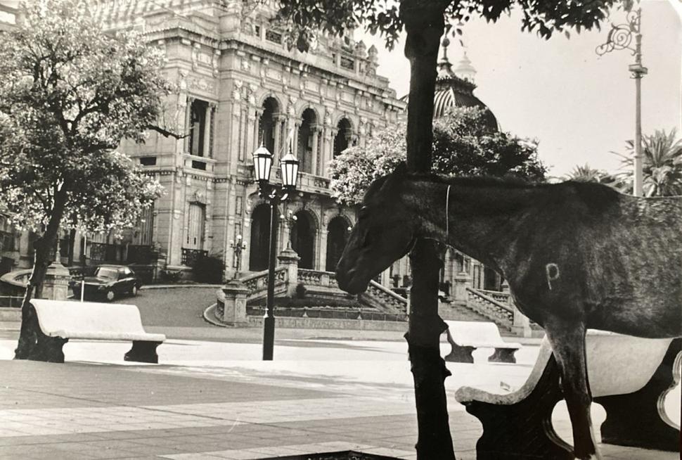 Recuerdos fotográficos: insólitas apariciones de caballos por la plaza Independencia