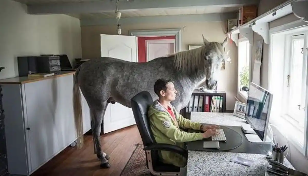 Tratar a los animales como personas es peligroso cuando la humanización es excesiva