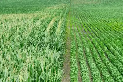 El maíz es clave, más allá de algunas dudas