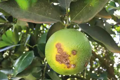 Cítricos: informe sobre el manejo sanitario en la actual campaña