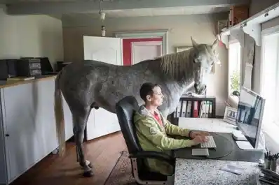 Tratar a los animales como personas es peligroso cuando la humanización es excesiva