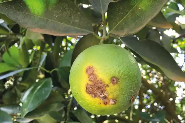 Cítricos: informe sobre el manejo sanitario en la actual campaña