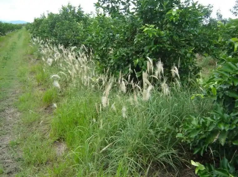 El desafío del control de malezas en quintas de citrus del NOA