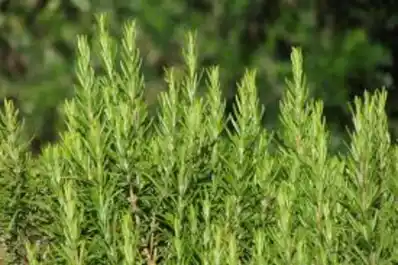 Esta hierba que usás para cocinar ayuda a reducir el estrés y mejora la digestión