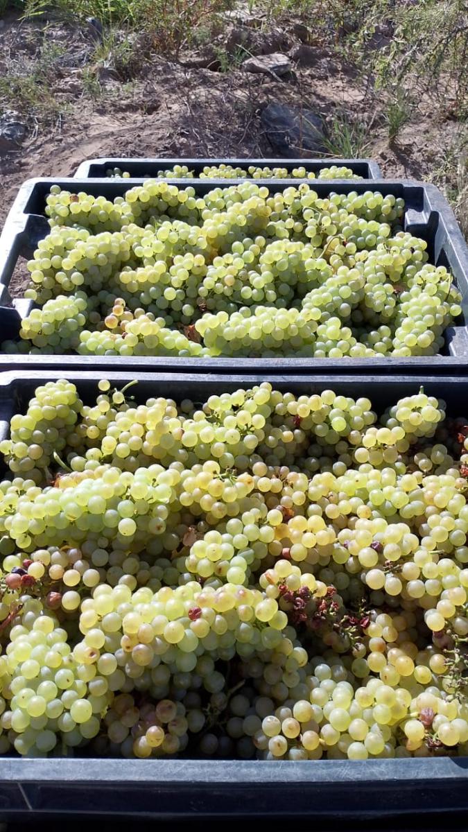 La historia del primer viognier tucumano que se impone en la tierra del torrontés