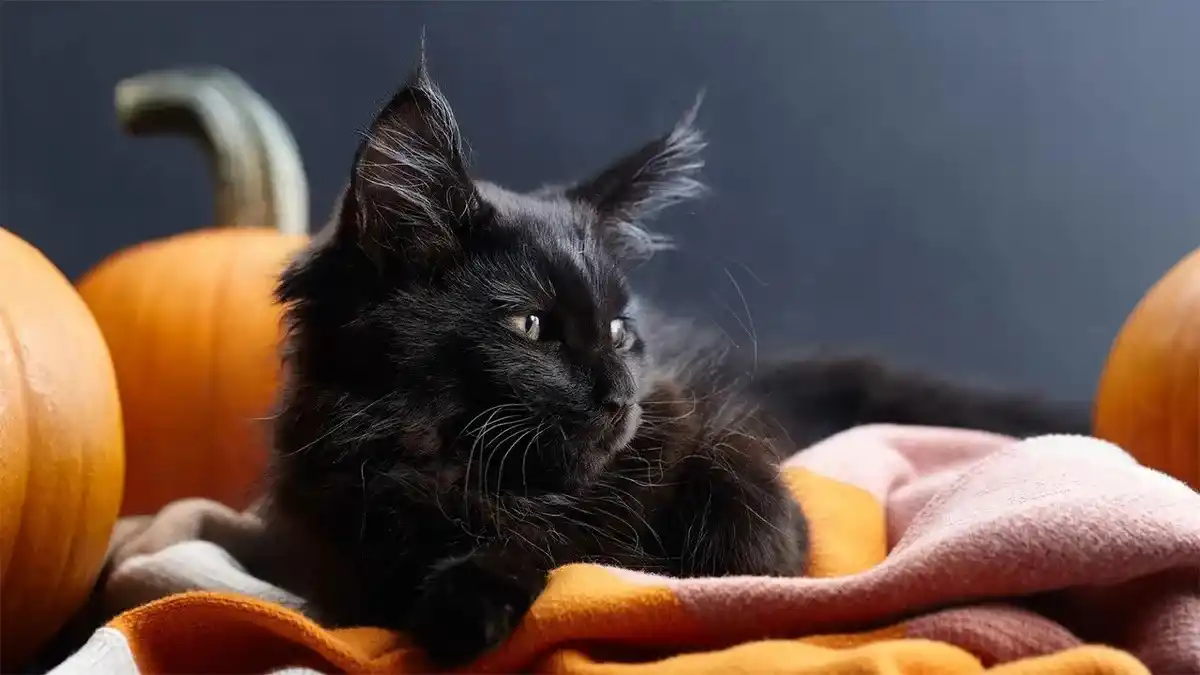Corrientes: suspenden adopciones de gatos negros por Halloween