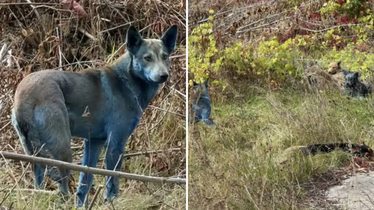 PERROS AZULES. Los especialistas no creen que se deba a la radiación. 
