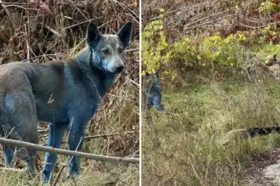 Aparecen perros azules en Chernóbil y los científicos están desconcertados: “No eran así la semana pasada”