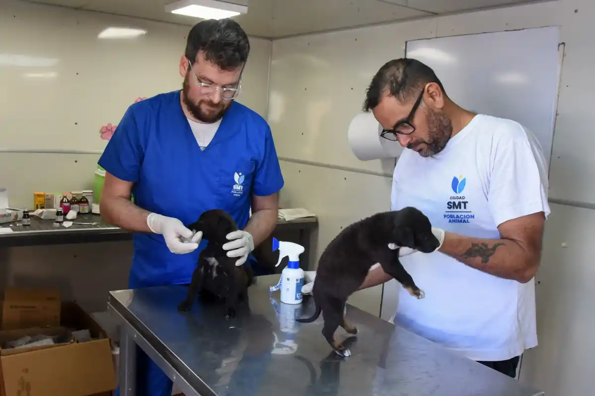 Harán castraciones gratuitas a mascotas entre el 3 y el 7 de noviembre