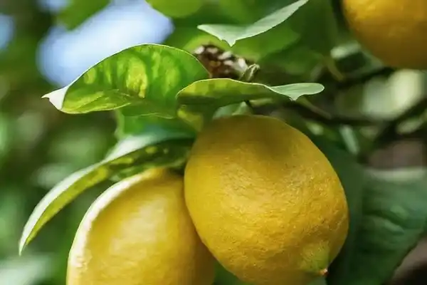 La citricultura tucumana y la sostenibilidad